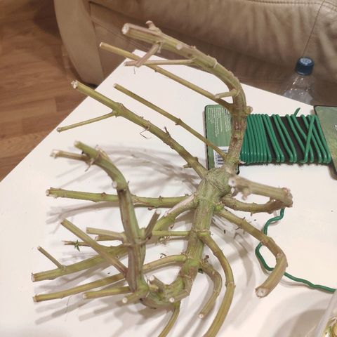 Black Cherry Punch growlog timeline photo