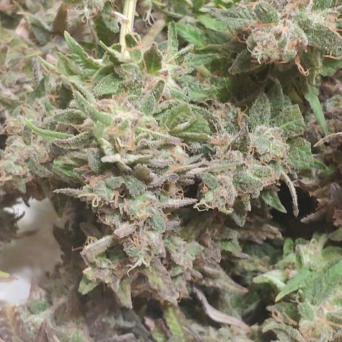 Black Cherry Punch growlog timeline photo