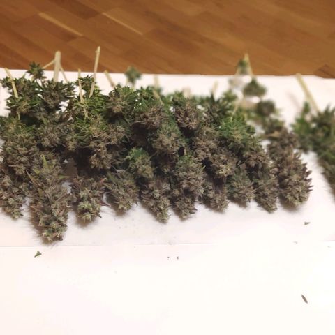 Black Cherry Punch growlog timeline photo