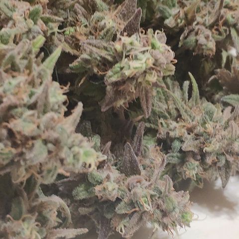 Black Cherry Punch growlog timeline photo