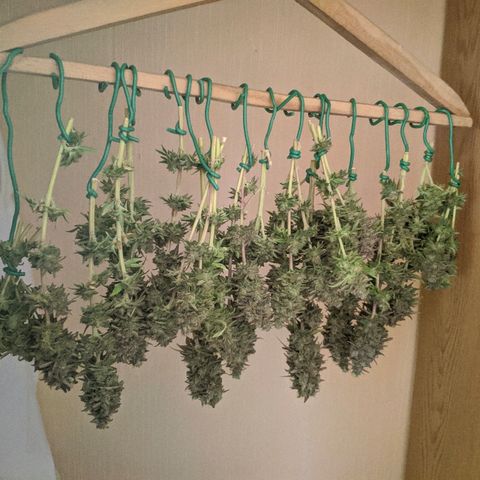 Black Cherry Punch growlog timeline photo