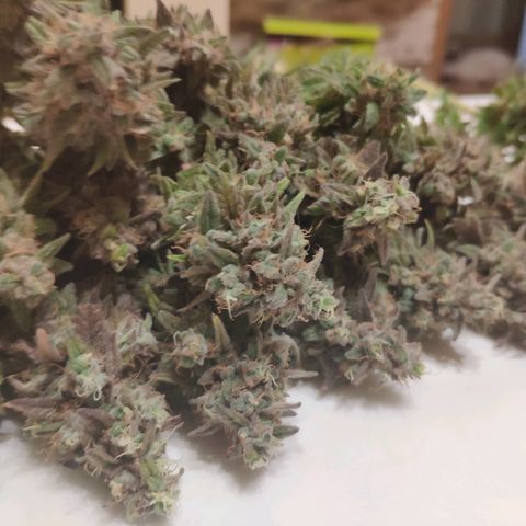Black Cherry Punch growlog timeline photo