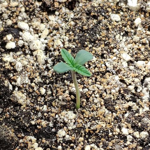 Black Cherry Punch growlog timeline photo