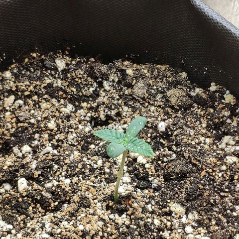 Black Cherry Punch growlog timeline photo