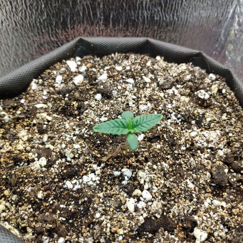 Black Cherry Punch growlog timeline photo