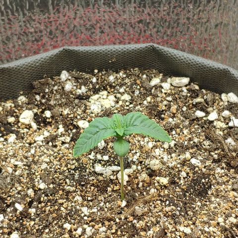 Black Cherry Punch growlog timeline photo