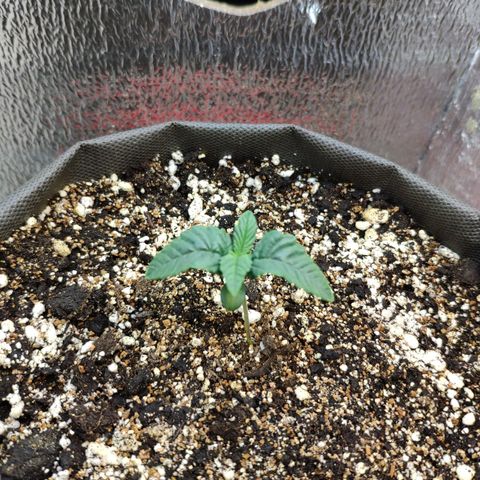 Black Cherry Punch growlog timeline photo