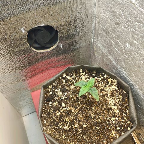 Black Cherry Punch growlog timeline photo