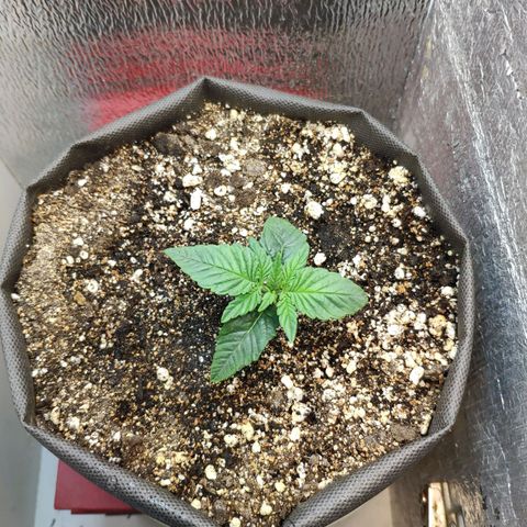 Black Cherry Punch growlog timeline photo