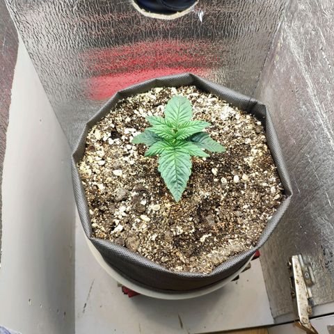 Black Cherry Punch growlog timeline photo