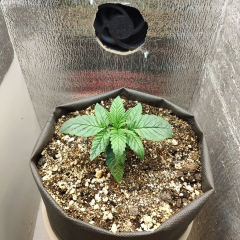 Black Cherry Punch growlog timeline photo