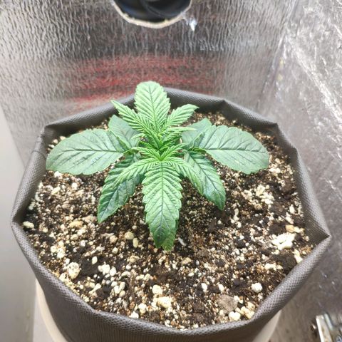 Black Cherry Punch growlog timeline photo