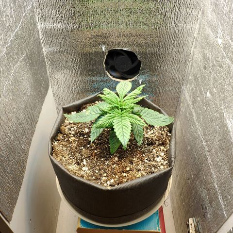 Black Cherry Punch growlog timeline photo