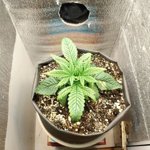 Black Cherry Punch growlog timeline photo