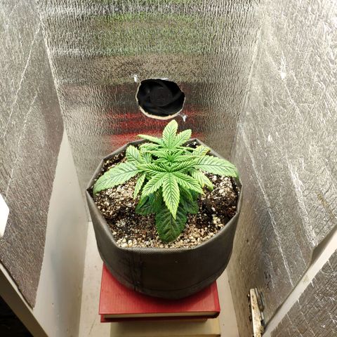 Black Cherry Punch growlog timeline photo