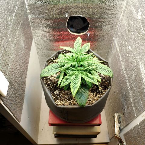 Black Cherry Punch growlog timeline photo