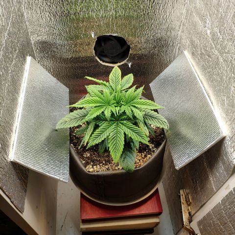 Black Cherry Punch growlog timeline photo