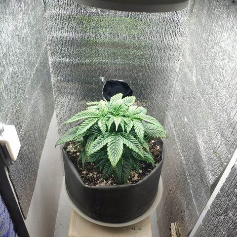 Black Cherry Punch growlog timeline photo