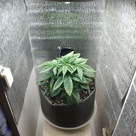 Black Cherry Punch growlog timeline photo