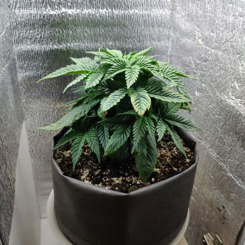 Black Cherry Punch growlog timeline photo