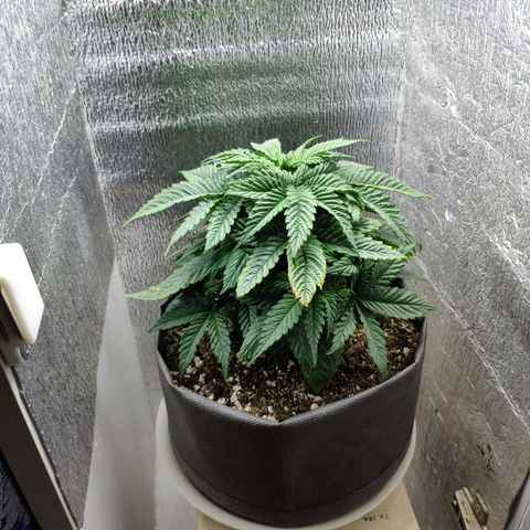 Black Cherry Punch growlog timeline photo