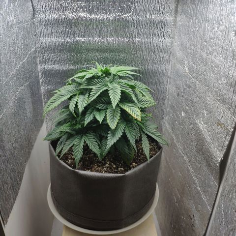 Black Cherry Punch growlog timeline photo
