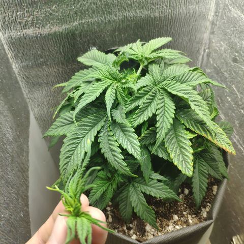 Black Cherry Punch growlog timeline photo