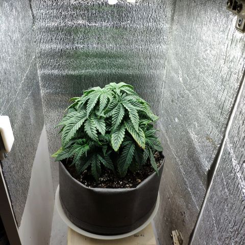 Black Cherry Punch growlog timeline photo