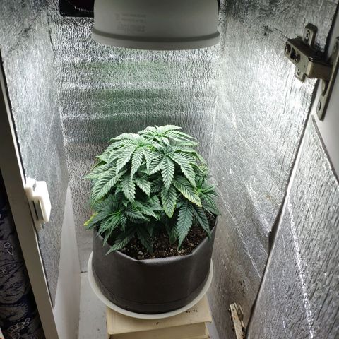 Black Cherry Punch growlog timeline photo