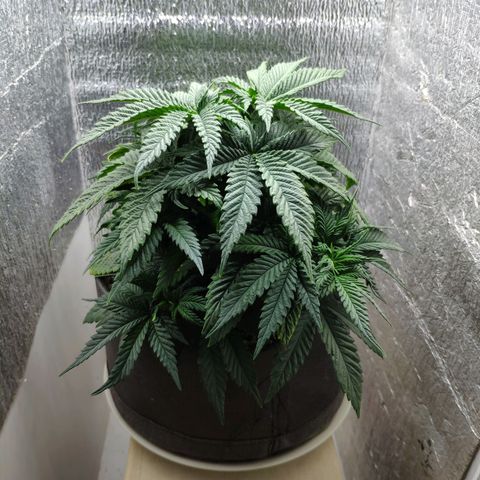 Black Cherry Punch growlog timeline photo