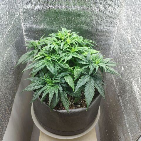Black Cherry Punch growlog timeline photo