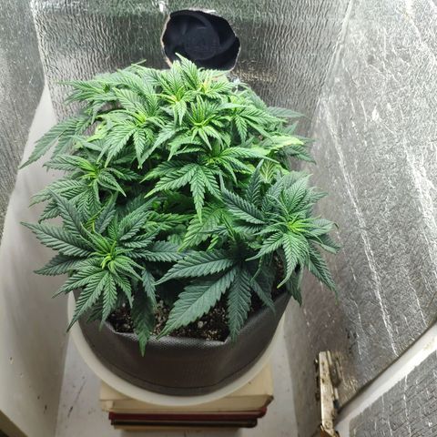 Black Cherry Punch growlog timeline photo