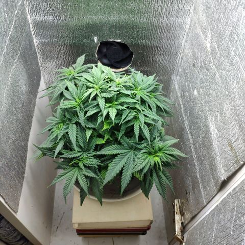 Black Cherry Punch growlog timeline photo
