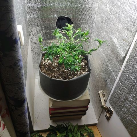 Black Cherry Punch growlog timeline photo