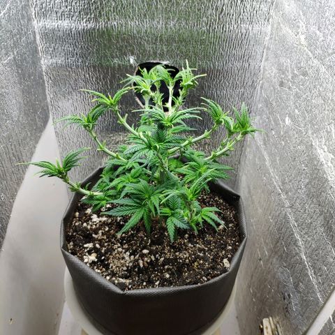 Black Cherry Punch growlog timeline photo