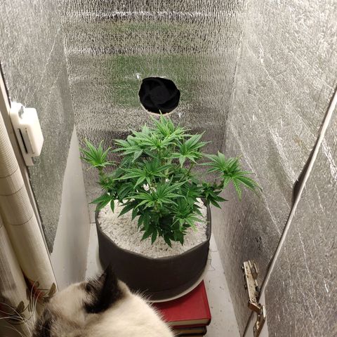 Black Cherry Punch growlog timeline photo
