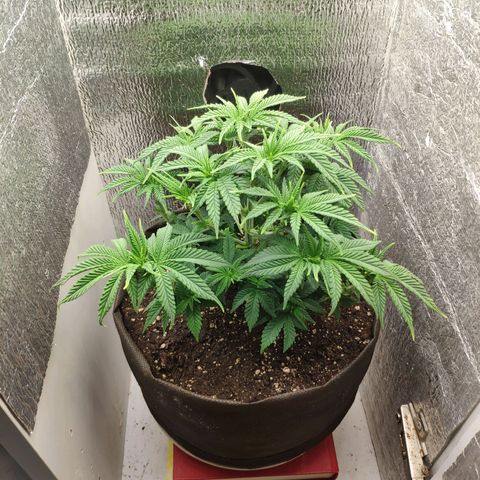 Black Cherry Punch growlog timeline photo