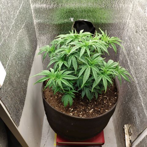 Black Cherry Punch growlog timeline photo