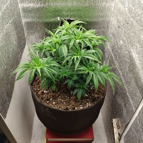 Black Cherry Punch growlog timeline photo