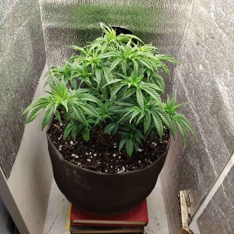Black Cherry Punch growlog timeline photo
