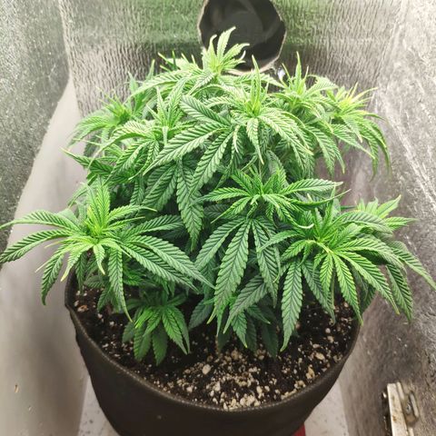 Black Cherry Punch growlog timeline photo