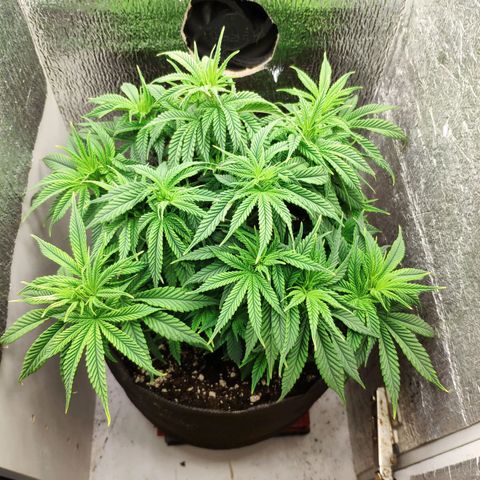 Black Cherry Punch growlog timeline photo