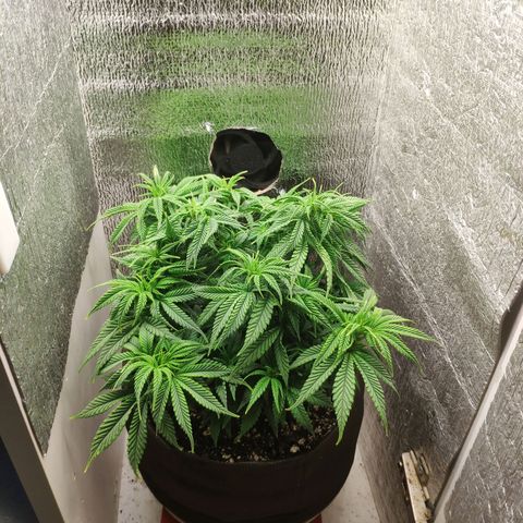 Black Cherry Punch growlog timeline photo