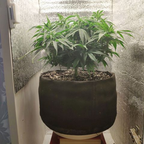 Black Cherry Punch growlog timeline photo