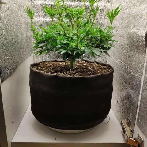 Black Cherry Punch growlog timeline photo