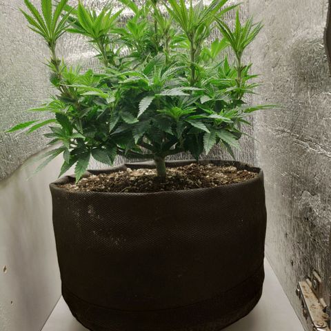 Black Cherry Punch growlog timeline photo
