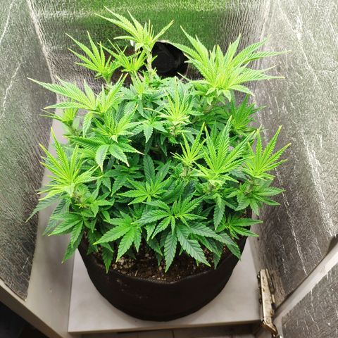 Black Cherry Punch growlog timeline photo