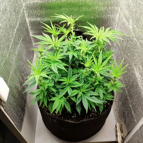 Black Cherry Punch growlog timeline photo