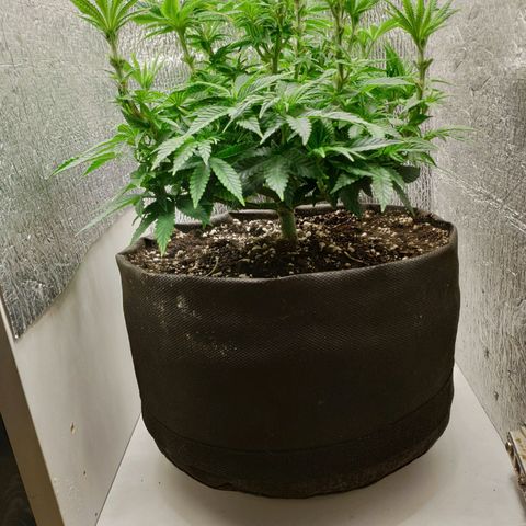 Black Cherry Punch growlog timeline photo