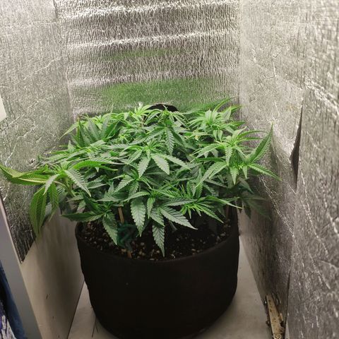 Black Cherry Punch growlog timeline photo